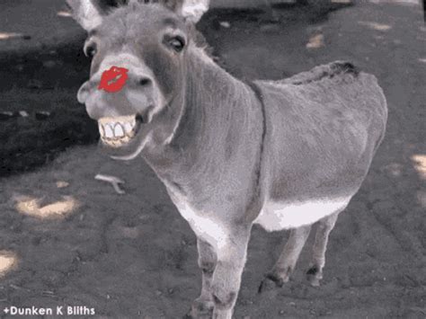 donkey gifs|donkey laughing gifs.